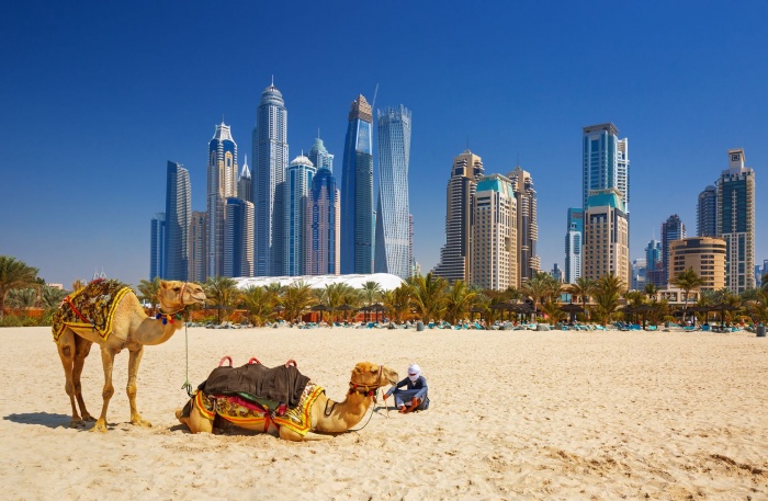 Dubai eröffnet größtes Kamel-Krankenhaus der VAR